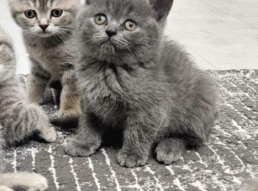 Anne Ve Baba British Shorhair Safkan Sağlıklı Bebekler görsel