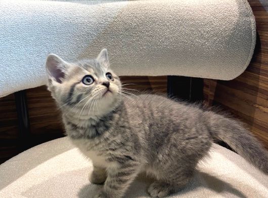 Show Güzellikler Silver Tabby görsel