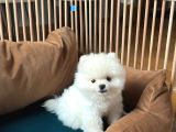 Pomeranian Boo Ayı Surat 2 Aylık Erkek