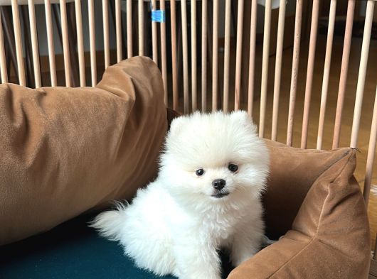 Pomeranian Boo Ayı Surat 2 Aylık Erkek görsel