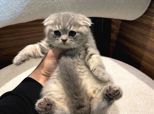 Show Güzellikler Silver Tabby