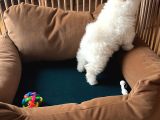 Pomeranian Boo Ayı Surat 2 Aylık Erkek