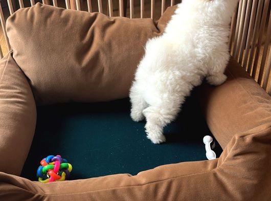 Pomeranian Boo Ayı Surat 2 Aylık Erkek görsel