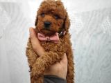 A Kalite Poodle Bebekler