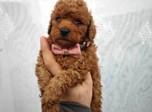 A Kalite Poodle Bebekler görsel
