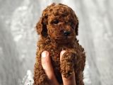 A Kalite Poodle Bebekler