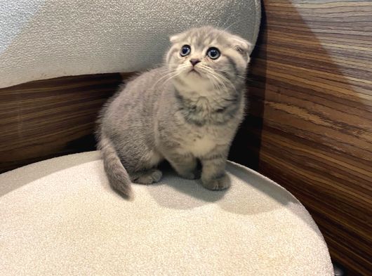 Show Güzellikler Silver Tabby görsel