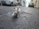 Husky