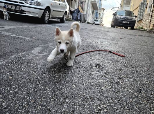 Husky