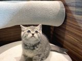 Show Güzellikler Silver Tabby