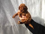 A Kalite Poodle Bebekler