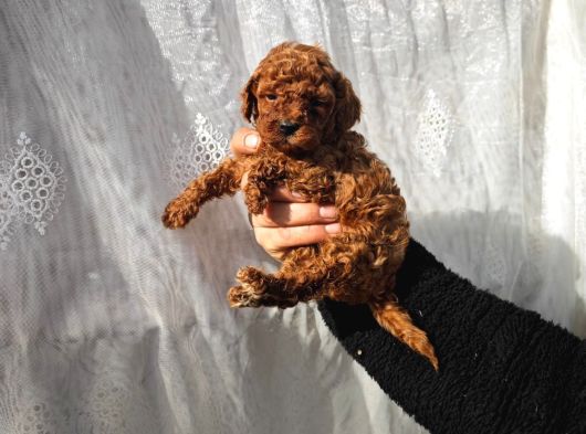 A Kalite Poodle Bebekler görsel