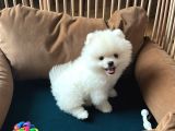 Pomeranian Boo Ayı Surat 2 aylık erkek