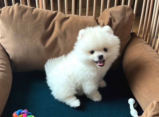 Pomeranian Boo Ayı Surat 2 Aylık Erkek