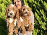 SAFKAN ORJİNAL MALTİPO YAVRULARIM
