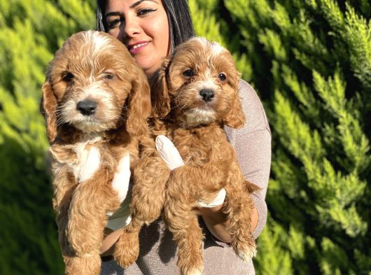 SAFKAN ORJİNAL MALTİPO YAVRULARIM