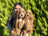 Safkan Orji̇nal Malti̇po Yavrularim