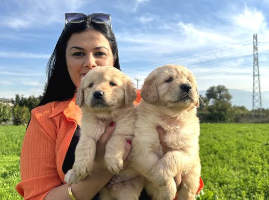 Baby Face Golden Retriever Yavrularım görsel