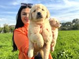Baby Face Golden Retriever Yavrularım
