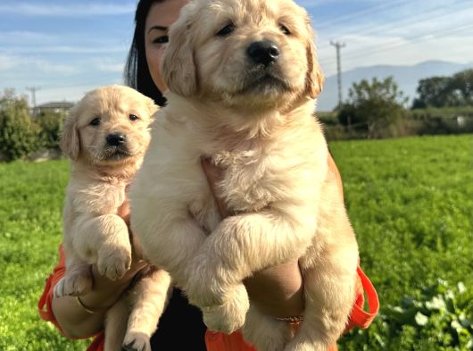 Baby Face Golden Retriever Yavrularım görsel