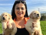 Baby Face Golden Retriever Yavrularım
