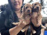 ORJİNAL RED DEV POODLE YAVRULARIM