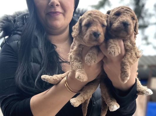 Orji̇nal Red Dev Poodle Yavrularim