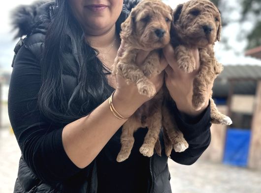 Orji̇nal Red Dev Poodle Yavrularim görsel