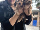Orji̇nal Red Dev Poodle Yavrularim