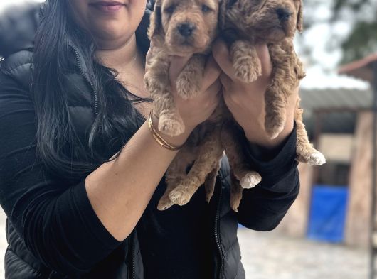 Orji̇nal Red Dev Poodle Yavrularim görsel