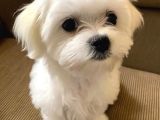 Maltese Terrier XS Ev Doğumlu Bebeklerim