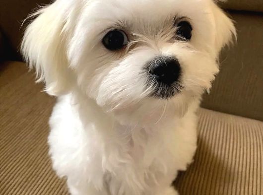 Maltese Terrier Xs Ev Doğumlu Bebeklerim