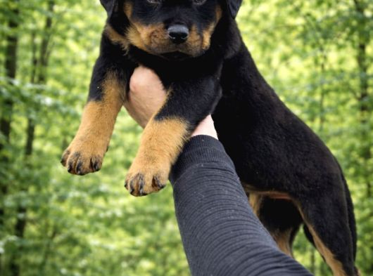 Harika Anatomi Alanının En İyisi Rottweiler Yavrular görsel