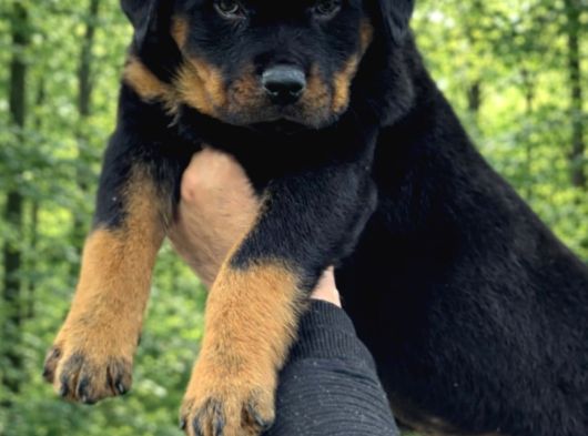 Harika Anatomi Alanının En İyisi Rottweiler Yavrular görsel