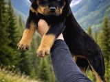 Harika Anatomi Alanının En İyisi Rottweiler Yavrular