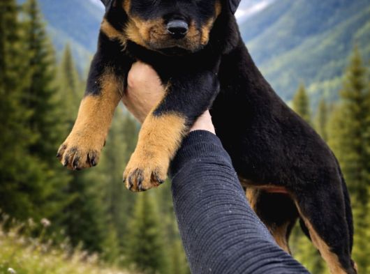 Harika Anatomi Alanının En İyisi Rottweiler Yavrular görsel