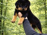 Harika Anatomi Alanının En İyisi Rottweiler Yavrular