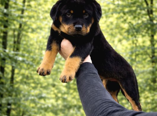 Harika Anatomi Alanının En İyisi Rottweiler Yavrular