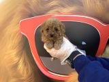 Kore Tea Cup Toy Poodle Yavrularimiz
