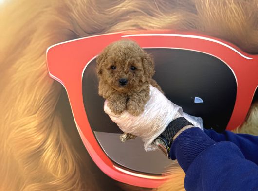 Kore Tea Cup Toy Poodle Yavrularimiz görsel