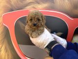 KORE TEA CUP TOY POODLE YAVRULARIMIZ
