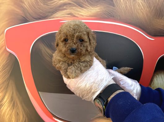 Kore Tea Cup Toy Poodle Yavrularimiz