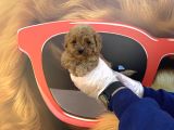 Kore Tea Cup Toy Poodle Yavrularimiz