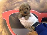 Kore Tea Cup Toy Poodle Yavrularimiz