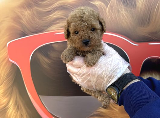 Kore Tea Cup Toy Poodle Yavrularimiz görsel