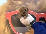 Kore Tea Cup Toy Poodle Yavrularimiz