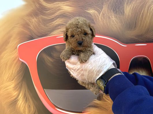Kore Tea Cup Toy Poodle Yavrularimiz görsel