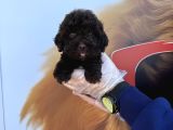 Özel Renk Chocolate Browne Toy Poodle Yavrularimiz