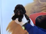 Özel Renk Chocolate Browne Toy Poodle Yavrularimiz