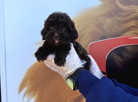 Özel Renk Chocolate Browne Toy Poodle Yavrularimiz görsel